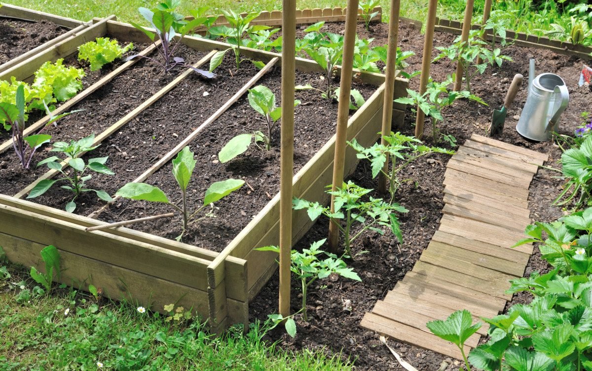 Add plants to tomatoes as companion planting for getting good growth.