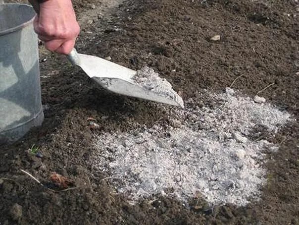 add wood ash to soil gently around the roots.
