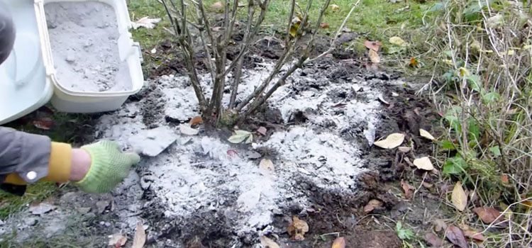 add wood ash to tomato plants to get benefits of tomatoes.