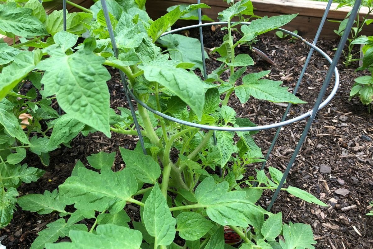 advantages of using a DIY tomato plant support frame