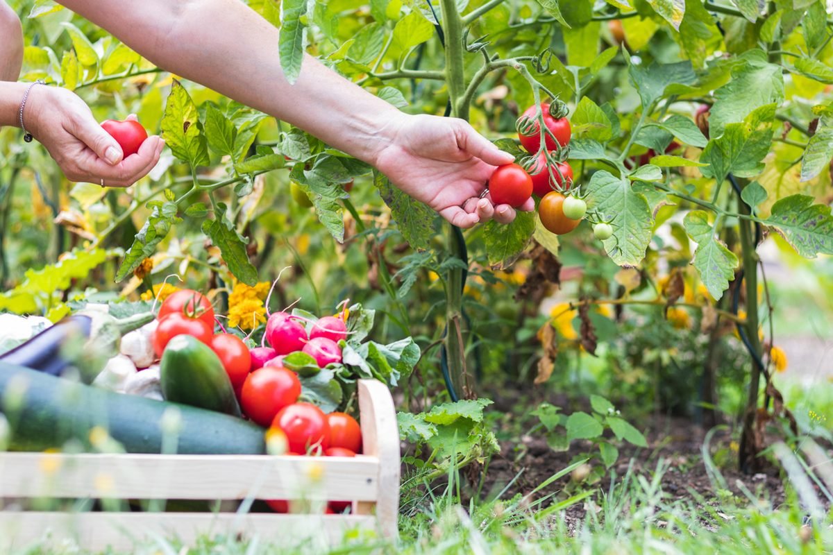 always pick tomatoes ealier to prevent green shoulders