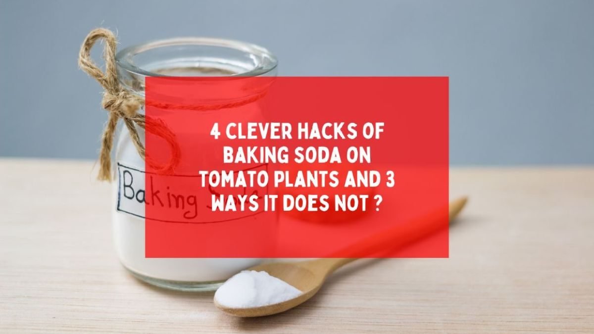 4 clever hacks of baking soda on tomato plants and 3 ways it does not ?