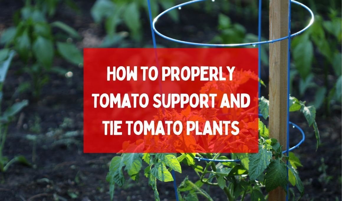 How To Properly Tomato Support and Tie Tomato Plants (& 5 Common Mistakes)