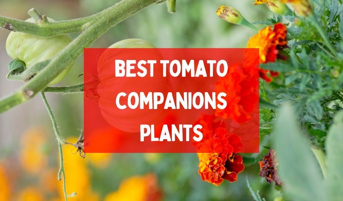 What Do You Understand By Companion Planting? Best Tomato Companion Plants
