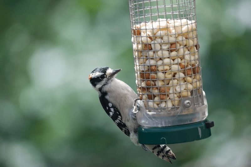 Bird feeders