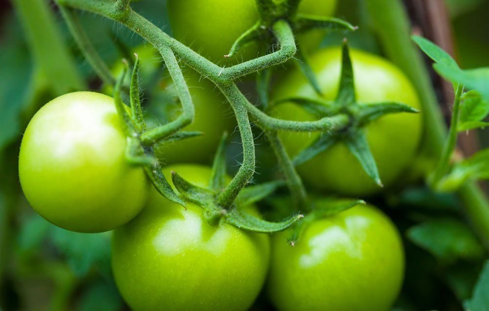 Bunch of Green tomatoes with green shoulders.