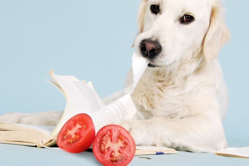 Is Tomato Plant Poisonous to Dogs?