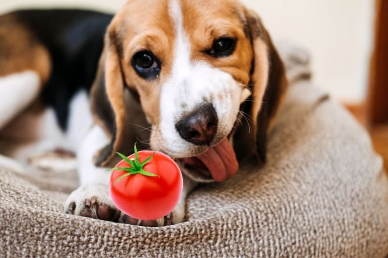 Can Dog Eat Tomato Plant? 