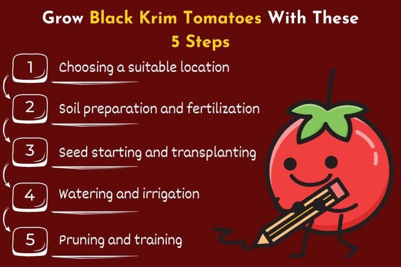 C:\Users\Mohsin\Downloads\Grow Black Krim Tomatoes With These 5 Steps.jpg