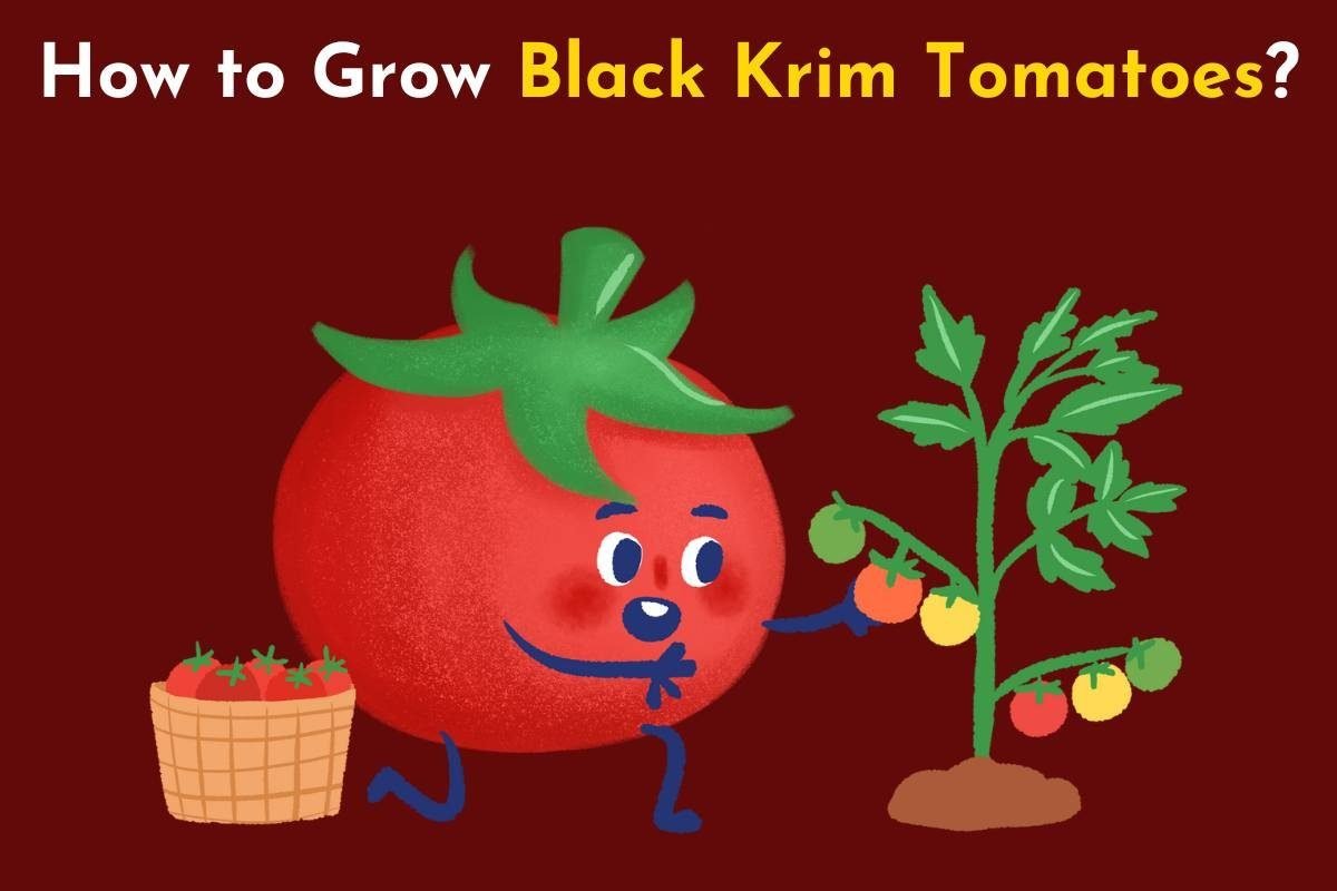 C:\Users\Mohsin\Downloads\how to grow tomato plants.jpg