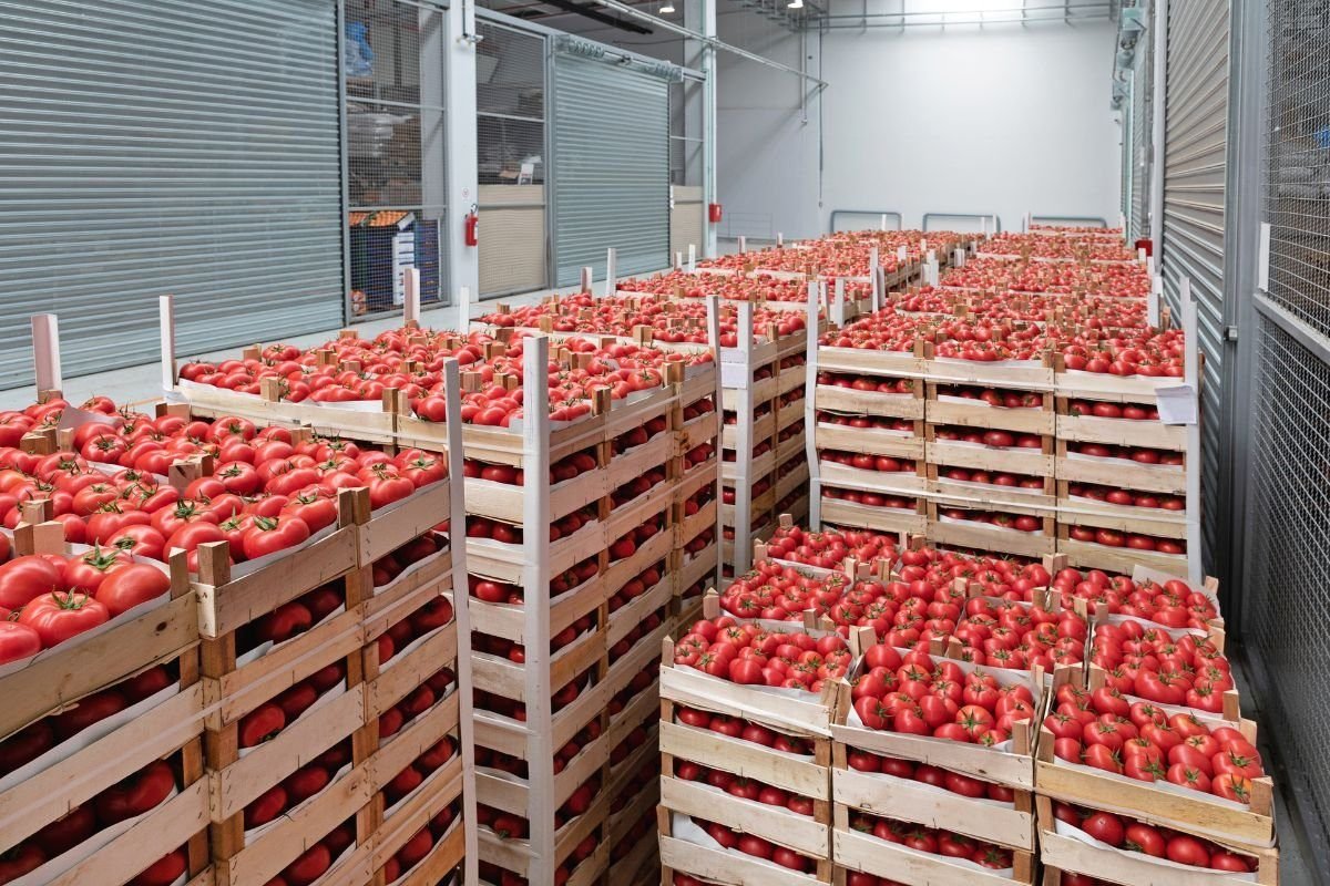 tomatoes shortage in the UK.