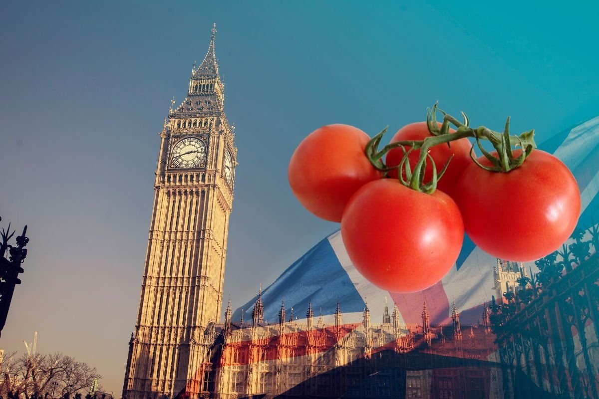 UK government doing for tomatoes