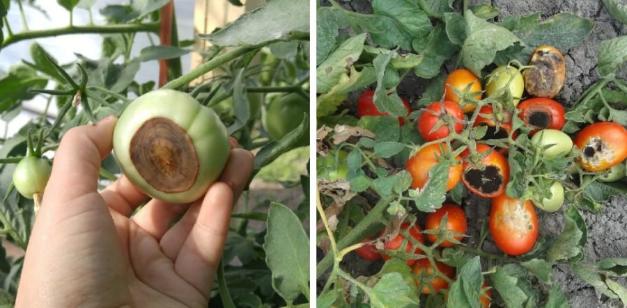 causes of blossom end rot in tomato plants