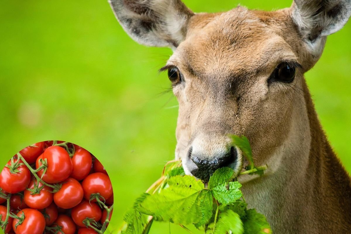 Do Deer Eat Tomatoes?