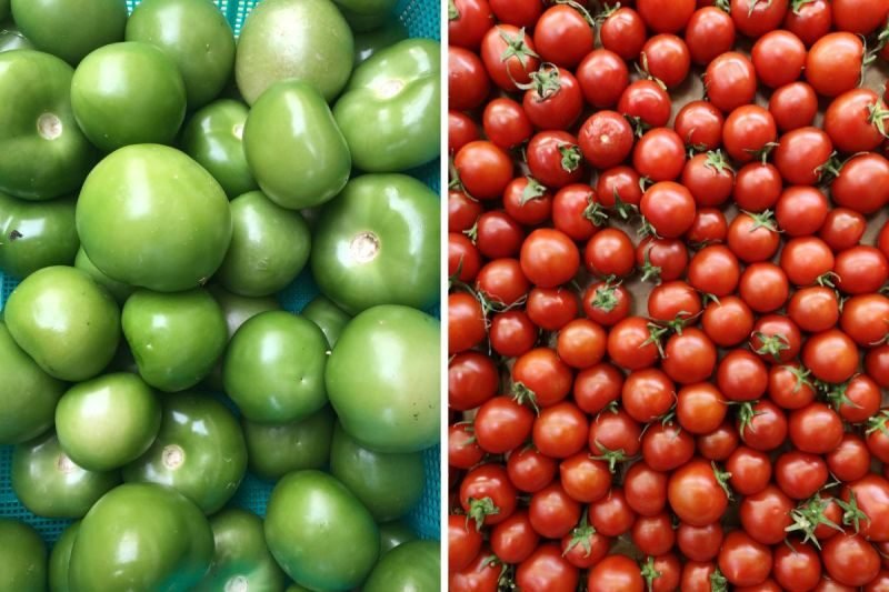 difference between green and red tomatoes