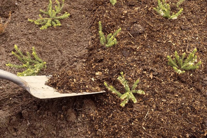 do mulching to get huge amount of tomato harvest this spring