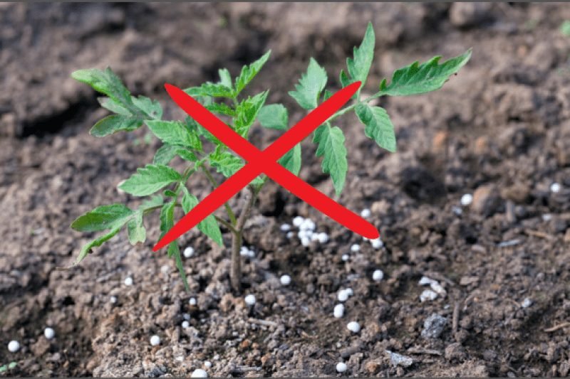 do not add to much fertilizers in the tomato plants