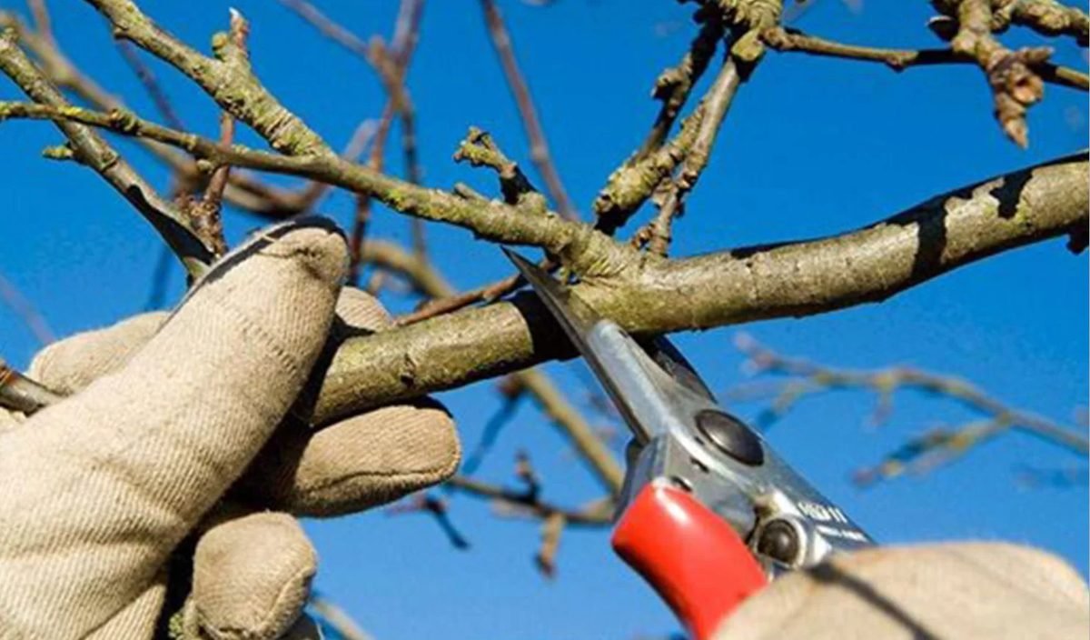 do pruning to tomatoes plants to get more harvest.