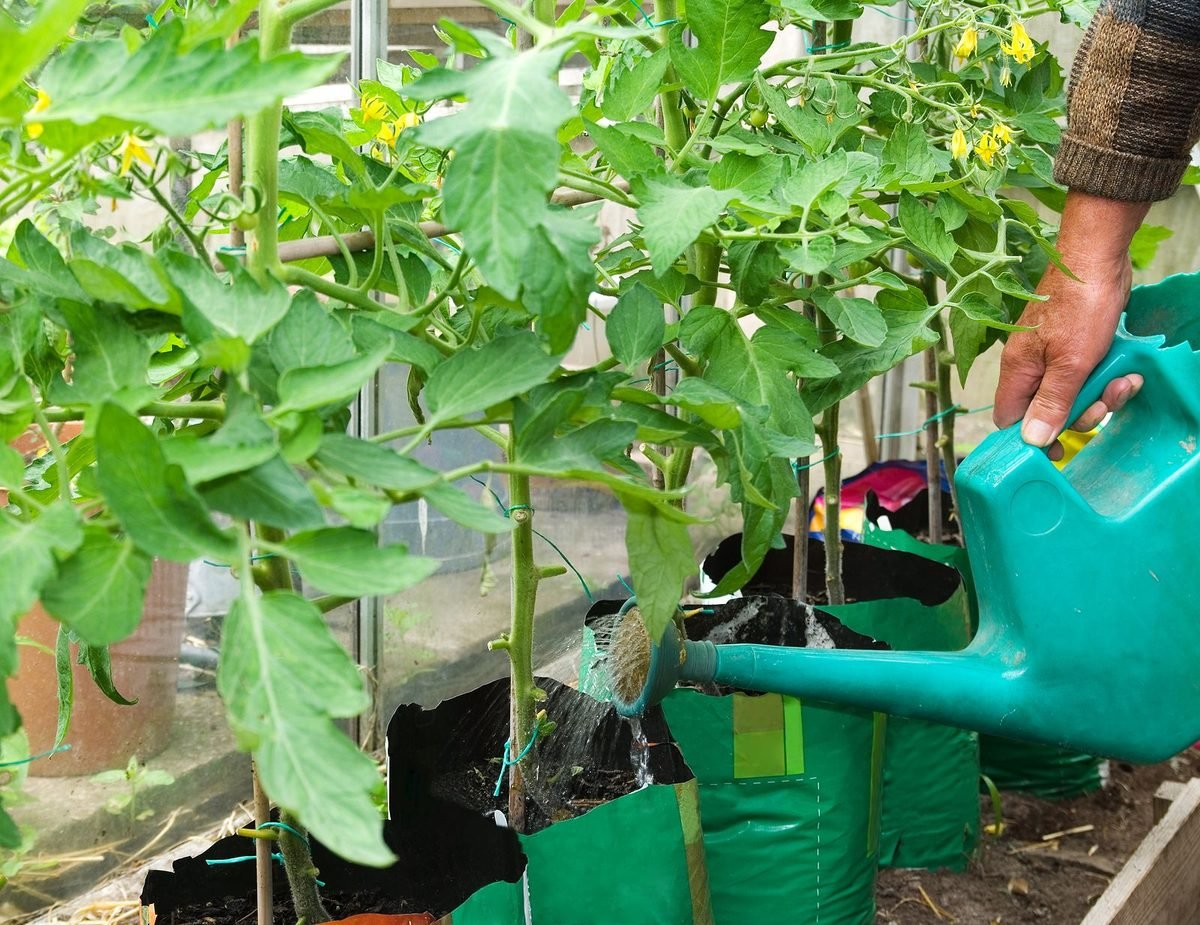 feed your tomato plants to grow them faster.