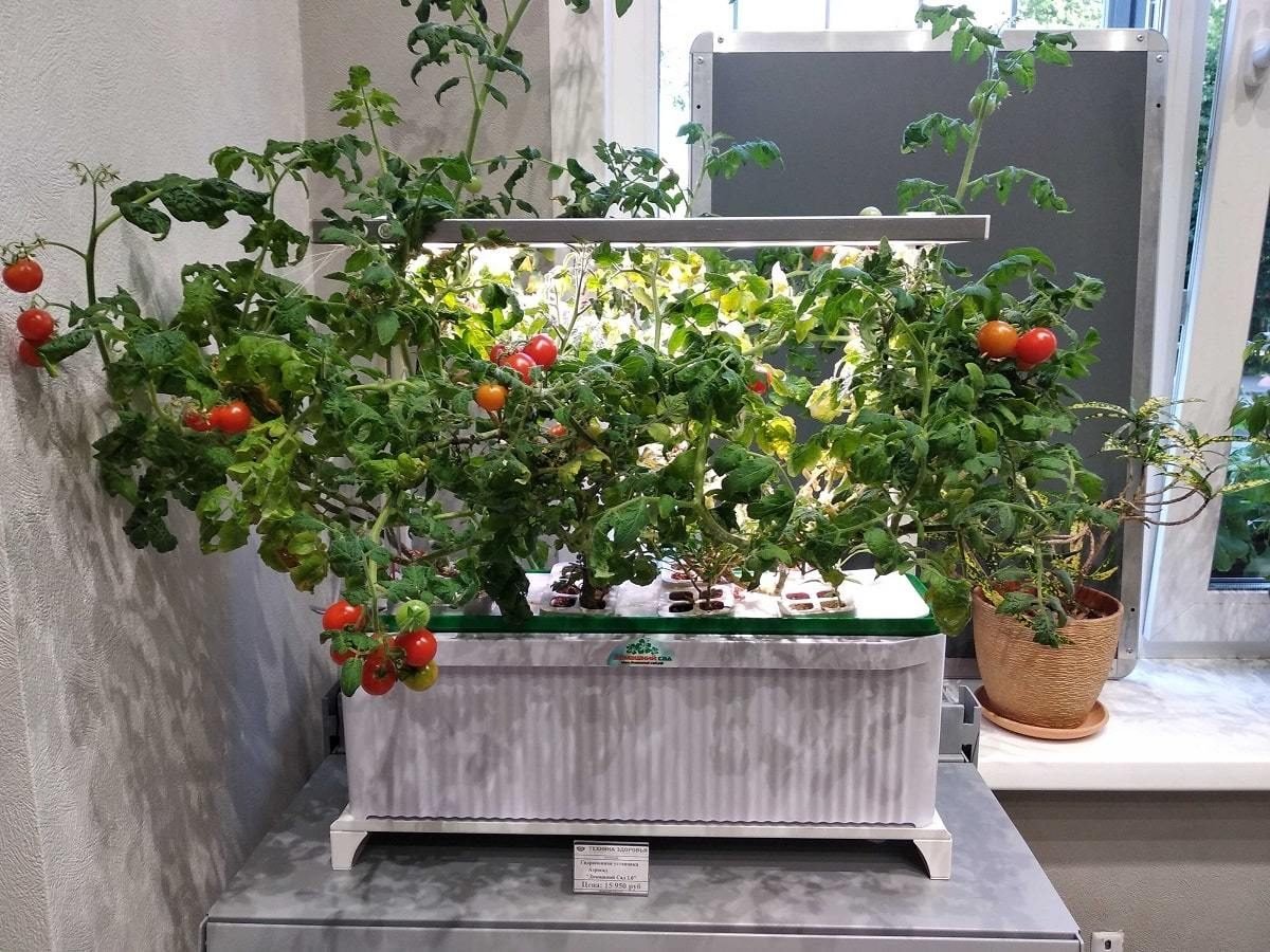 grow tomatoes indoor in green house for multiple benefits.