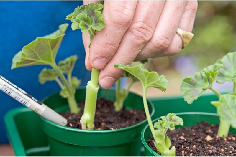 grow your general stalk to get more tomatoes this season.