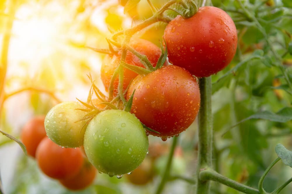Heat and Sun for tomato plants
