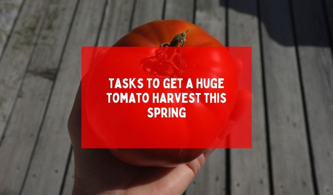 10 tasks to get a huge tomato harvest this spring