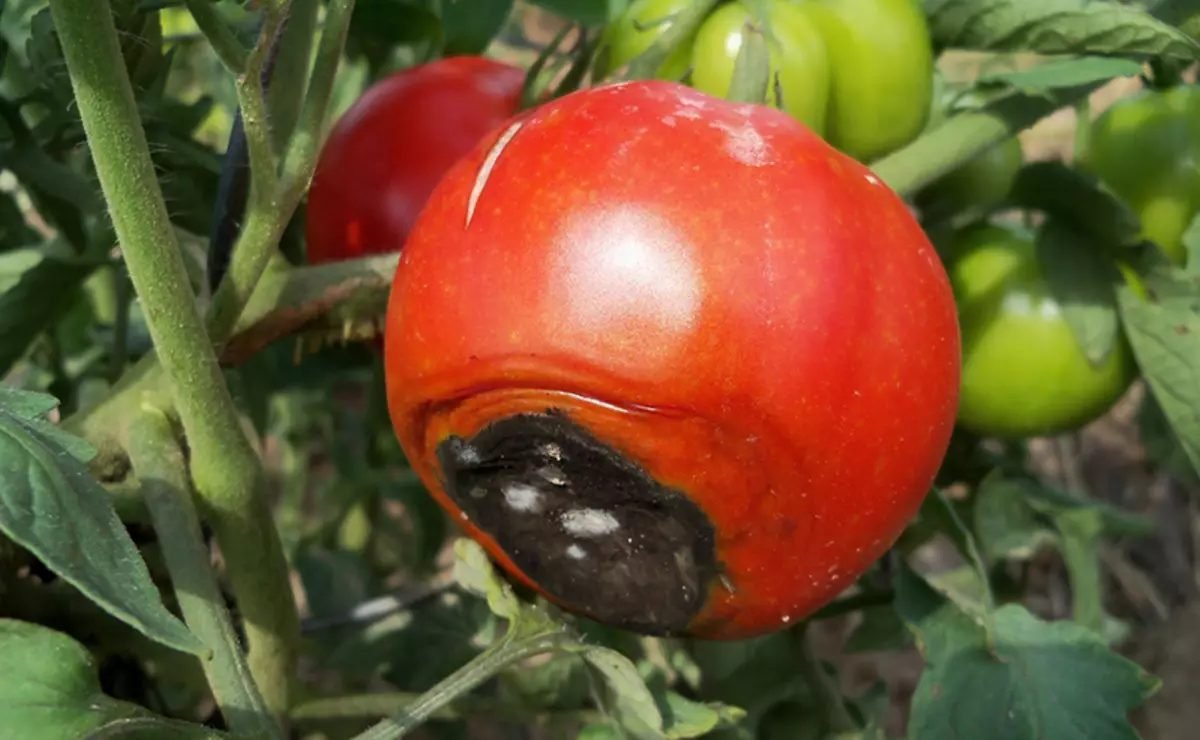 identifying blossom end rots in tomato plants
