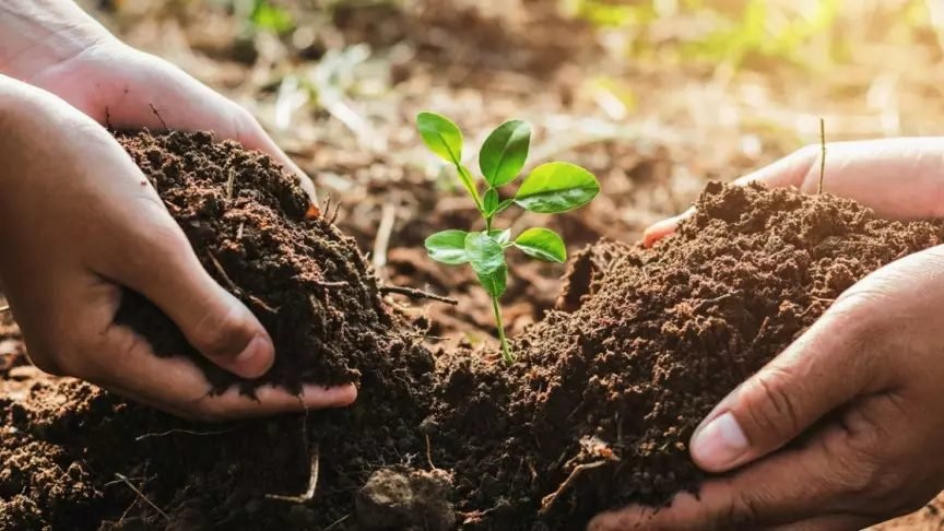 improve the soil of tomato plants by taking care of soil.