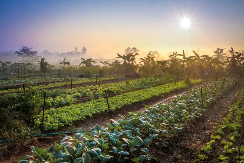 non traditional plantation - plants of different varieties 