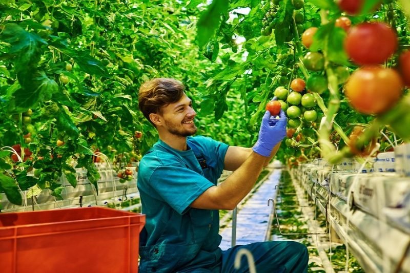 pick tomatoes earlier before they are fully ripe
