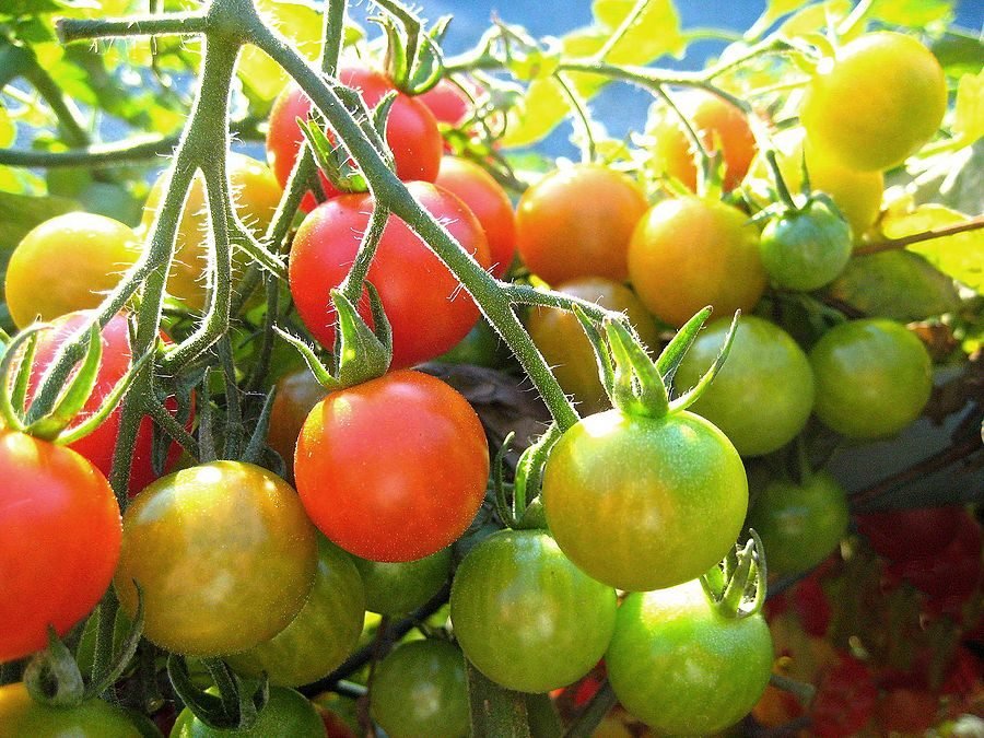 Pick tomatoes just before they are fully ripped.