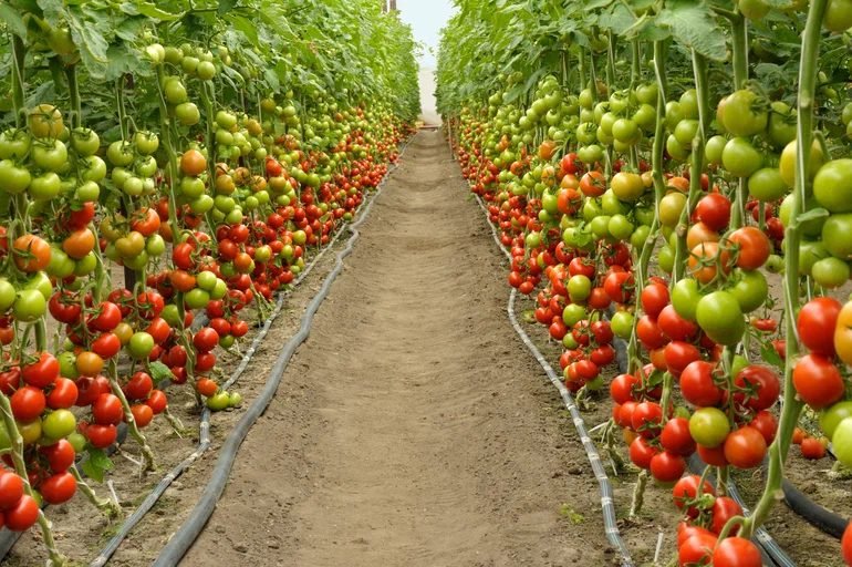Provide shades to plants to protect them from green shoulders.