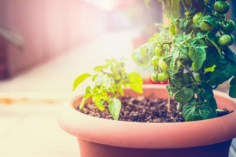 Provide sunlight to tomato plants for their better growth.