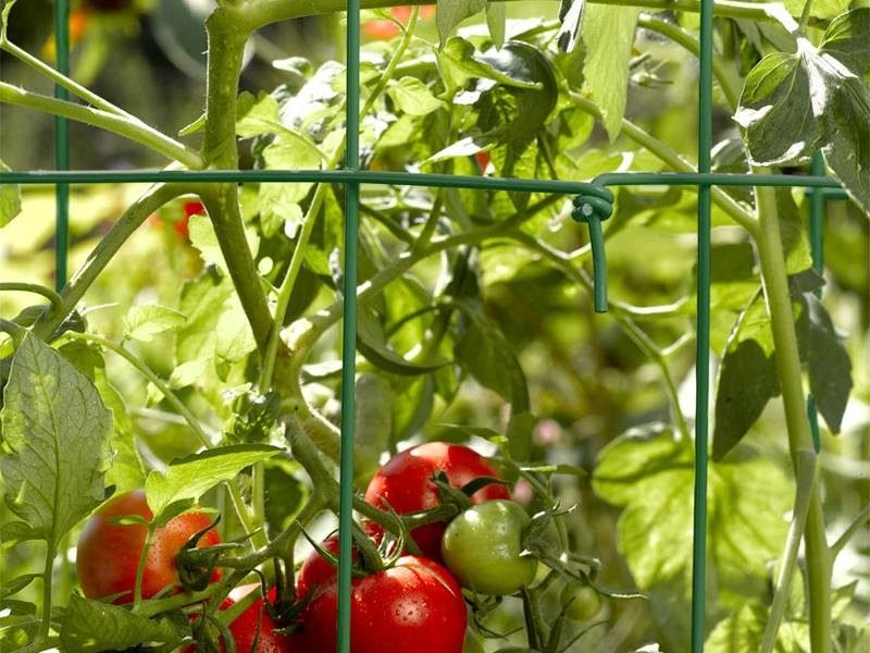 provide support to tomato plants with strings