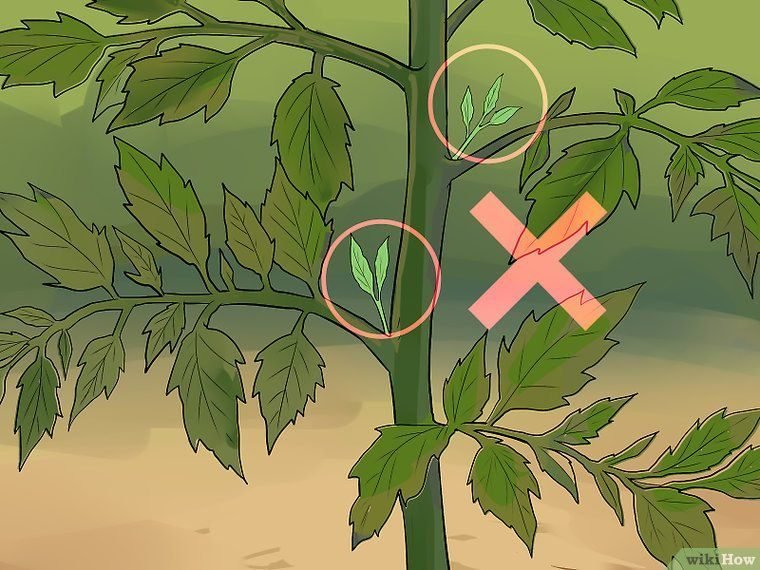 prune the extra branches for better growth