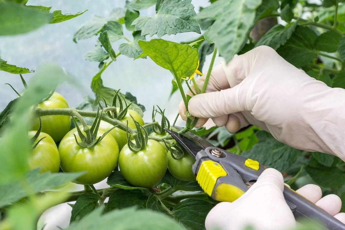 prune tomato plants regularly to get rid of effected parts