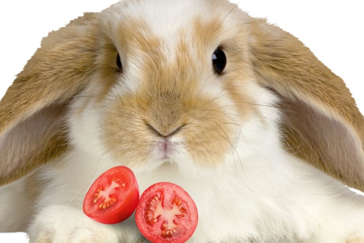 Can Rabbits Eat Tomato Plants?