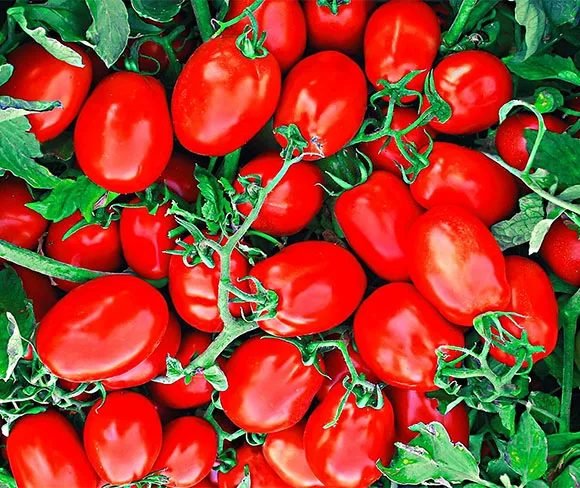 roma tomatoes are best for fresh salsa