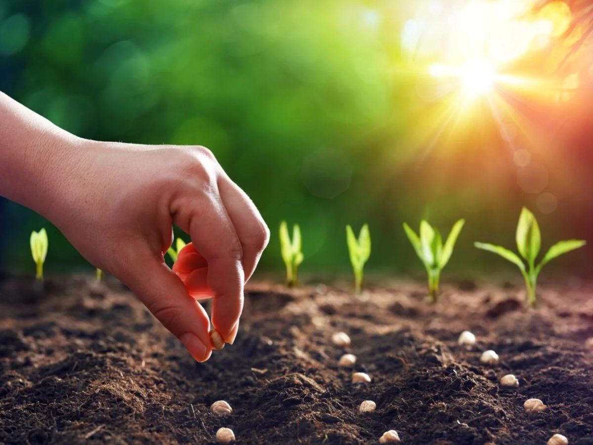 Sow seeds in row to plant tomatoes in order to get more harvest.