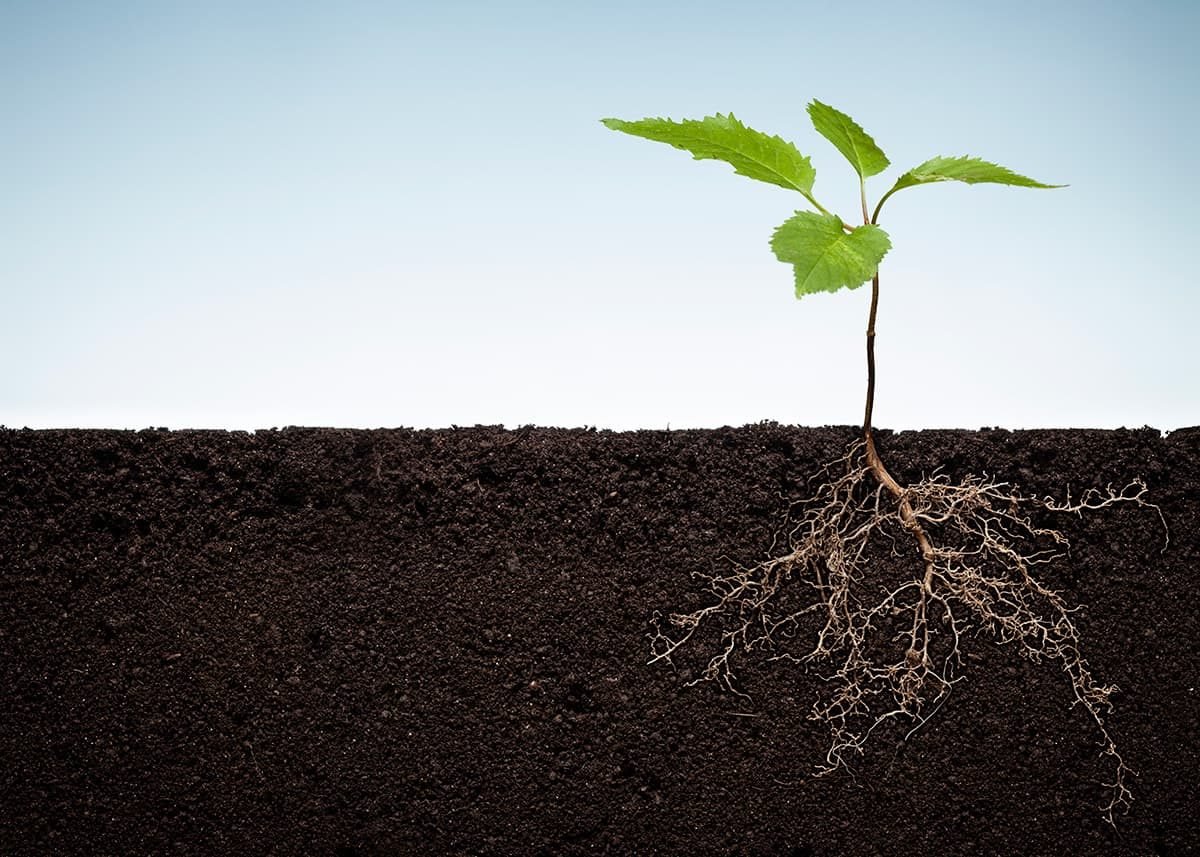 take care of roots of tomatoes plants