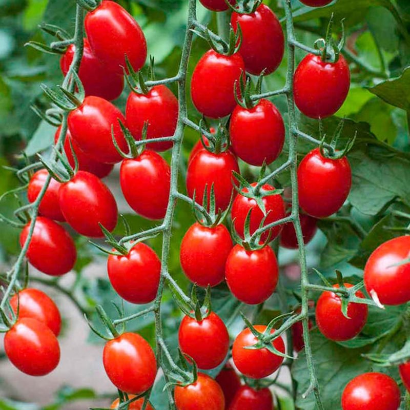 these tomatoes are widely used to make fresh salsa.