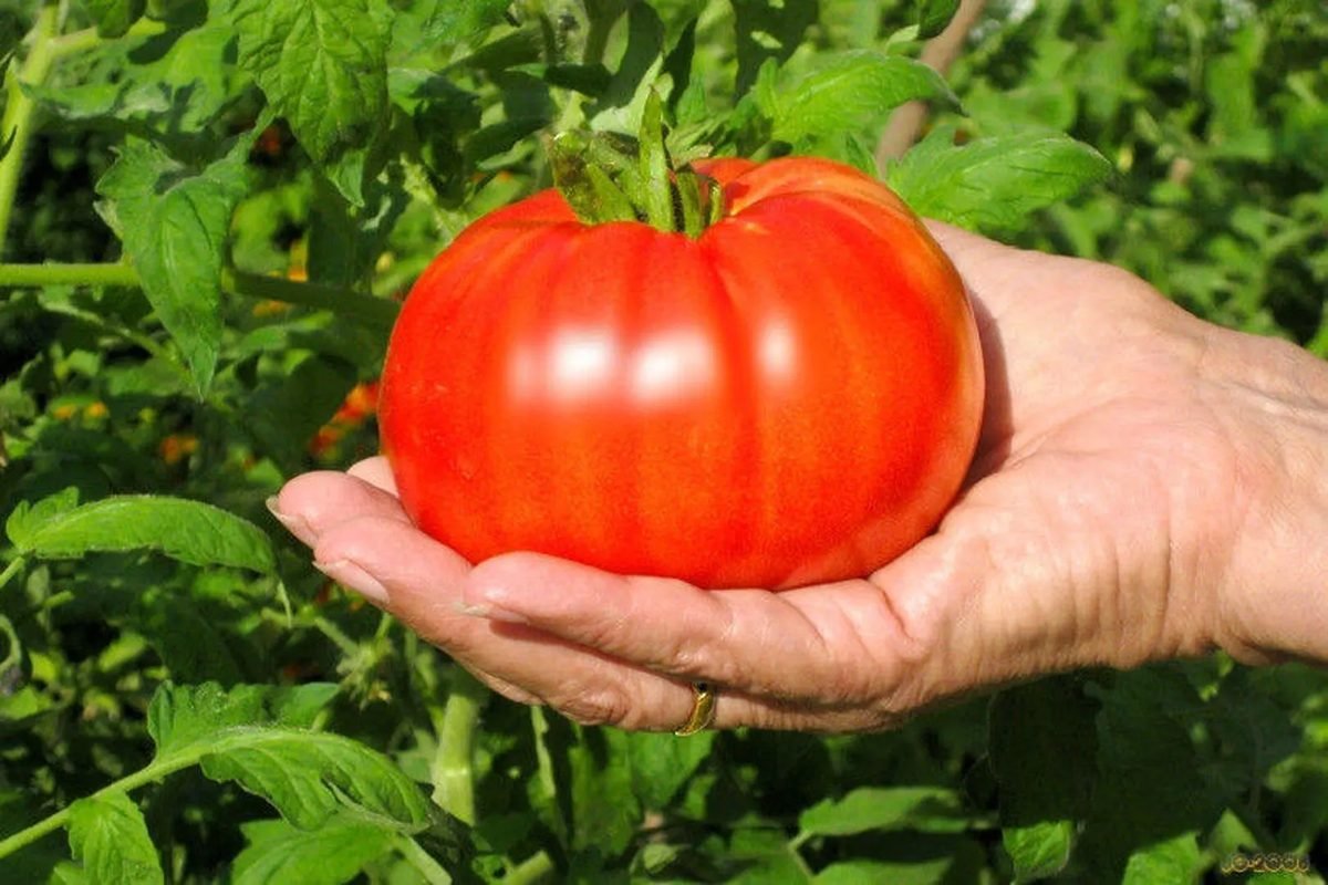 this type of tomatoes are good for fresh salsa as they have deep red color.