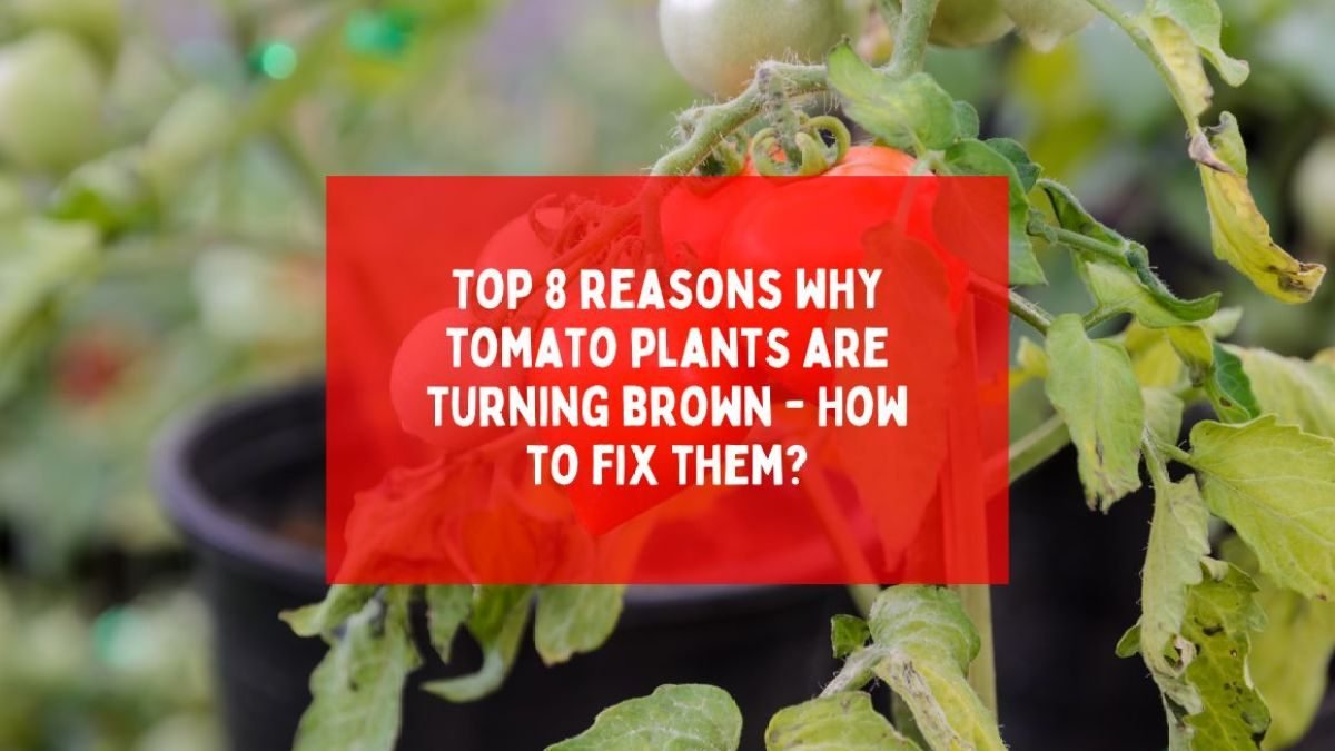 Top 8 reasons why tomato plants are turning brown – How to fix them?