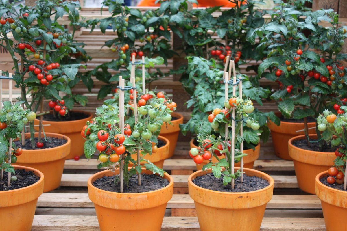 Tomato plants growing indoor in vessels.