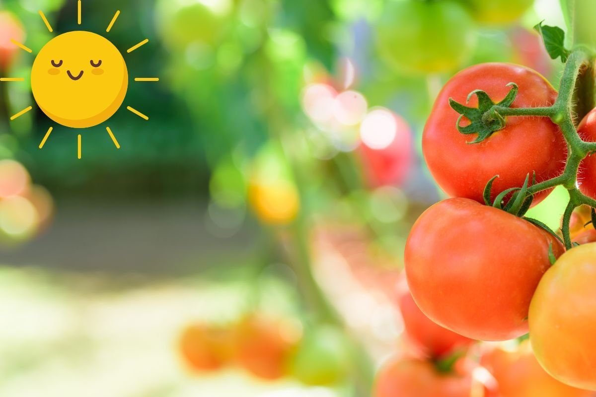 tomato plants need full sun