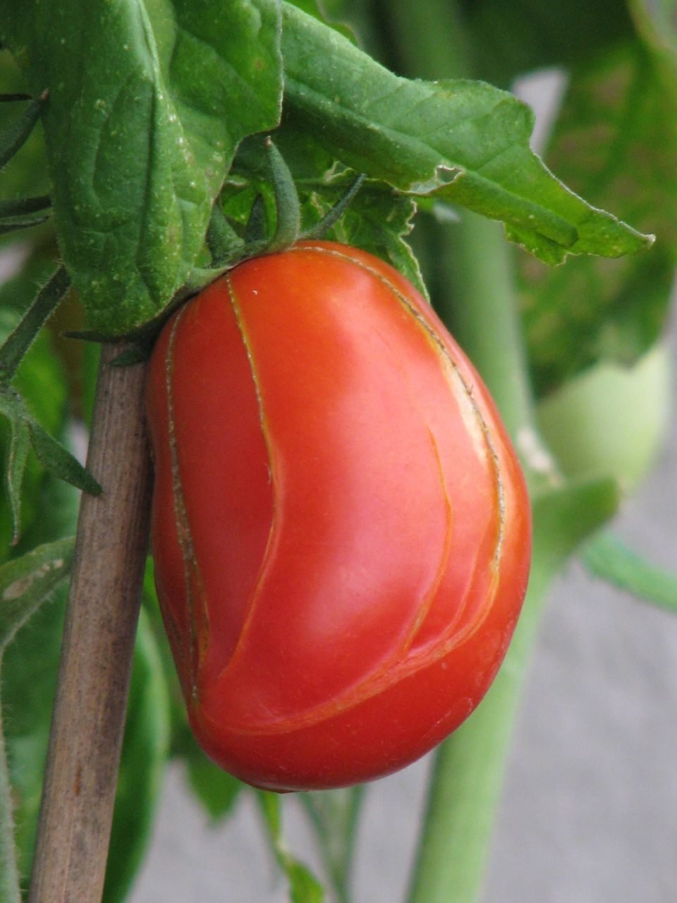 tomato zippering cause damage to tomatoes.