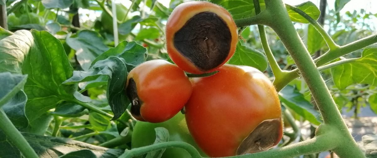 tomatoes having blossom end rots, the black bottom.
