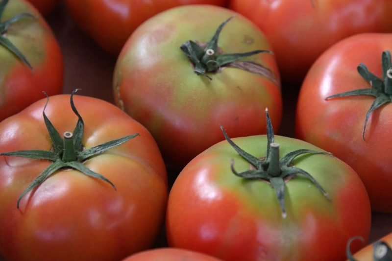 tomatoes with green shoulders, not ripped tomatoes.