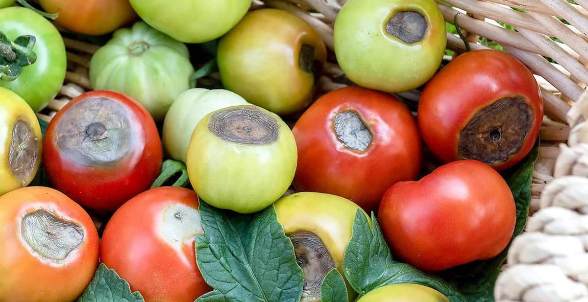 tomatoes with rotten ends